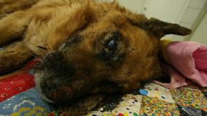 Primer mučenja psa, ki so ga morali zaradi strašnega trpljenja uspavati, je pret