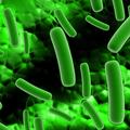Z bakterijo, odporno na antibiotike, sta se okužila 30- in 14-letnik. (Foto: Shu
