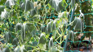 suša na zelenjavnem vtu