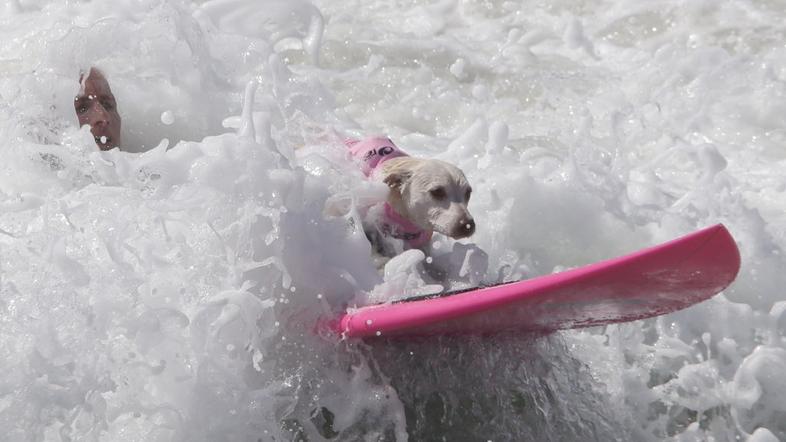 Unleashed Surf City Surf Dog