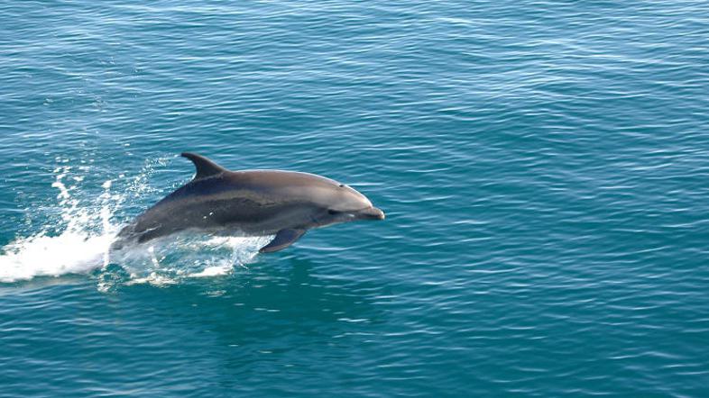 Ljubki morski sesalci navdušujejo tudi v Jadranu, a koliko časa še?