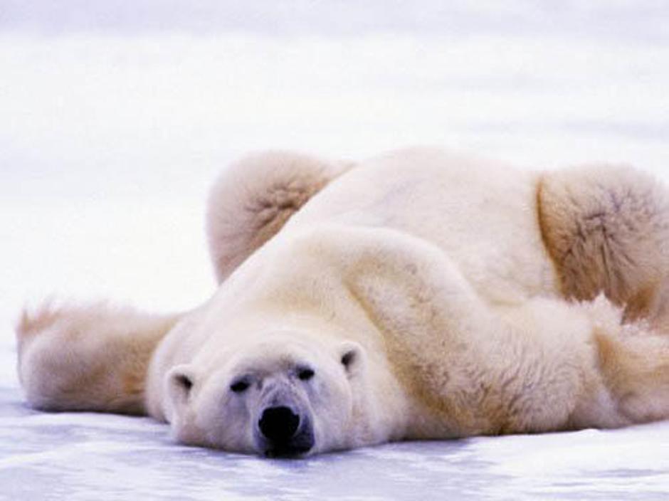 Kot da podnebne spremembe ne bi bile dovolj, se polarni medvedi – tako kot preos | Avtor: Žurnal24 main