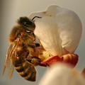 Predvidoma še danes bodo znani rezultati analize o pomoru čebel na začetku tedna
