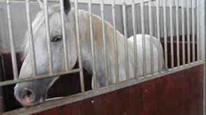 Pahor je v Libijo letel z zasebnim letalom. Kamel, ki mu jih je lani podaril Gad