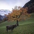 krava Švica