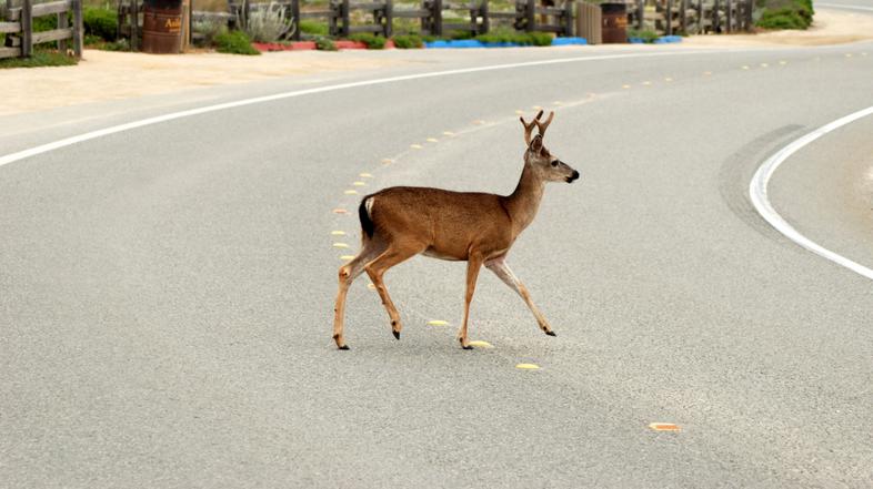 avto 06.04.10. divjad, srna, foto:shutterstock