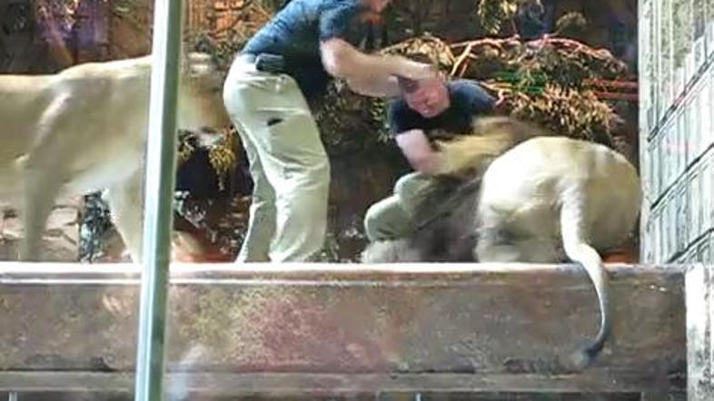 Moški se je poskušal iztrgati iz levjega prijema ... (Foto: YouTube)