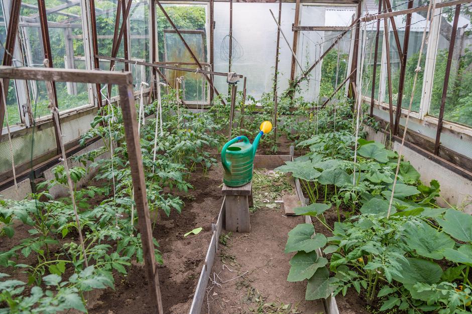 plodovke | Avtor: Profimedia