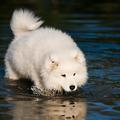 samojed