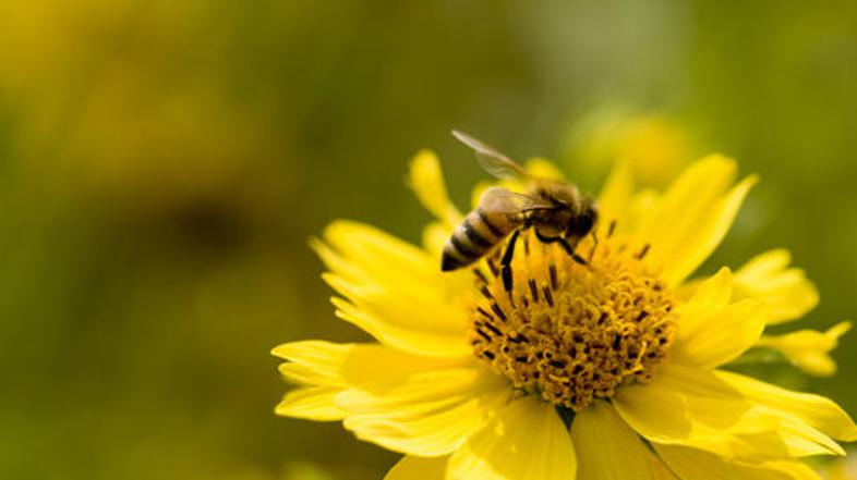 Bodo marljive čebelice pomagale pri lovu na okrutne serijske morilce?