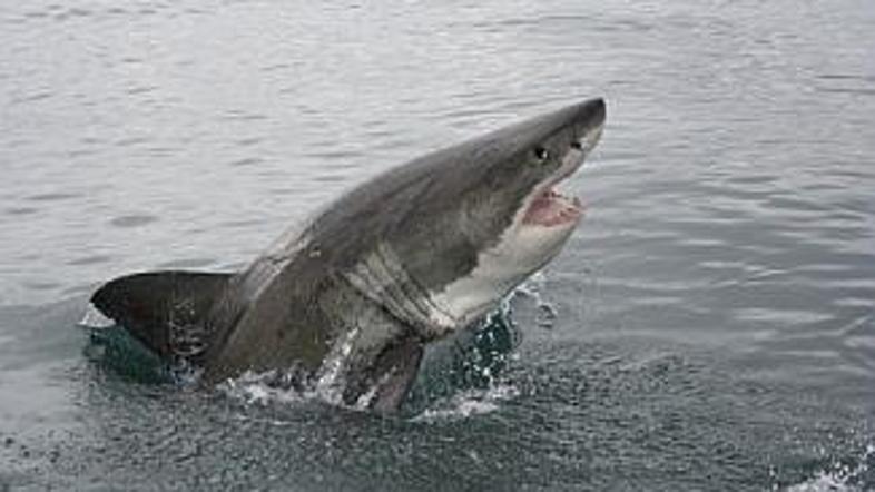 Beli morski psi so neusmiljeni plenilci in izjemni plavalci.