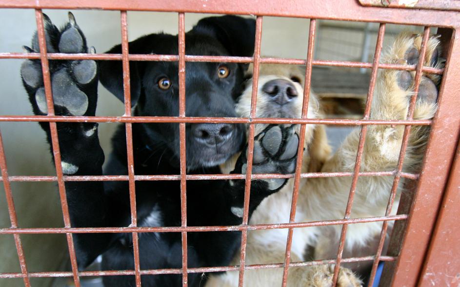 primorska 20.02.2008, sveti anton, zavetisce za zivali, pes, kuza, foto barbara 