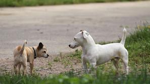 Srečanje psov