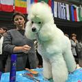 Evropska razstava psov v celjskem Golovcu bo prava paša za oči za kinologe in ši