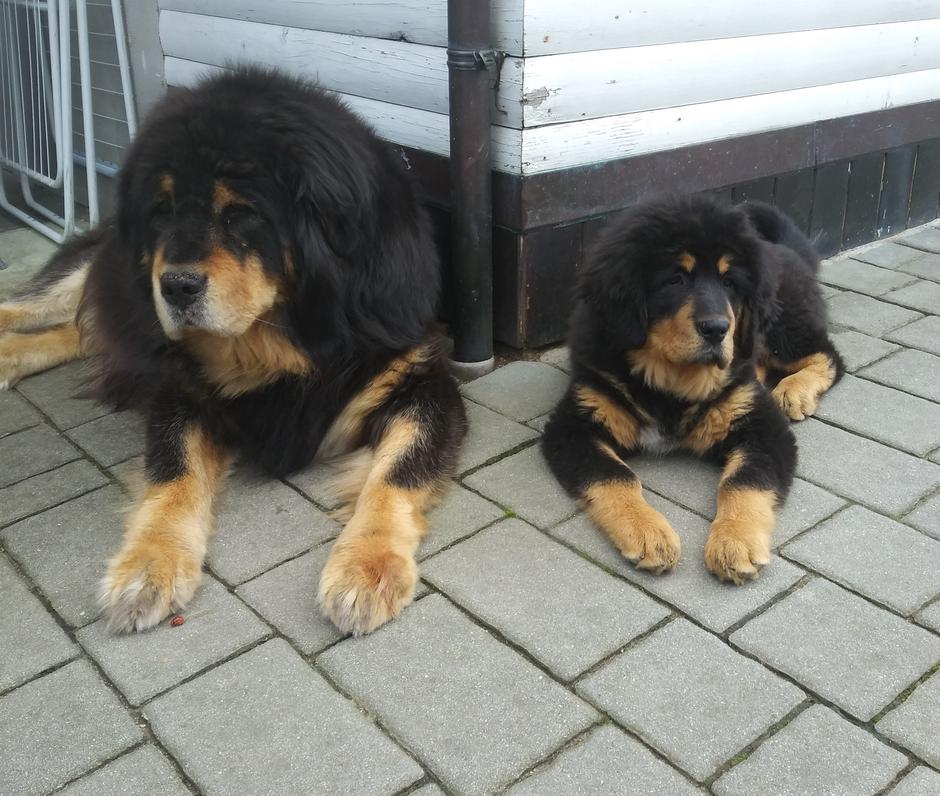 Tibetanski mastifi in tibetanski španjeli | Avtor: Psarna Kabita