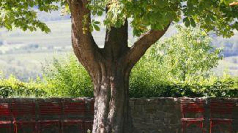 Gozdovi, zlasti obsežna področja v Kanadi in Sibiriji ter v porečju Amazonke, vs