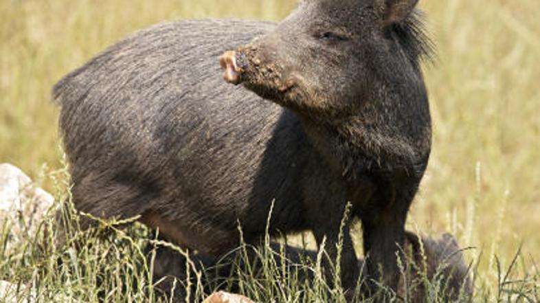 Divji turist je dodobra prestrašil obiskovalce.