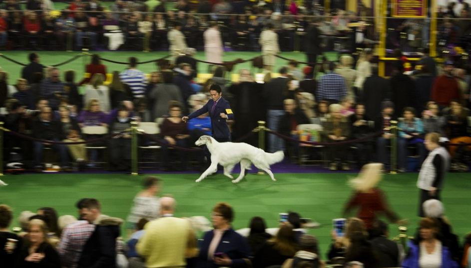 Pasja razstava v New Yorku