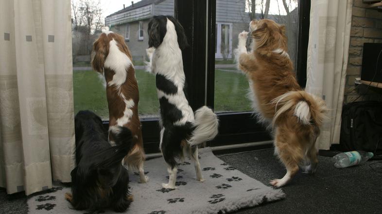 King Charles španje