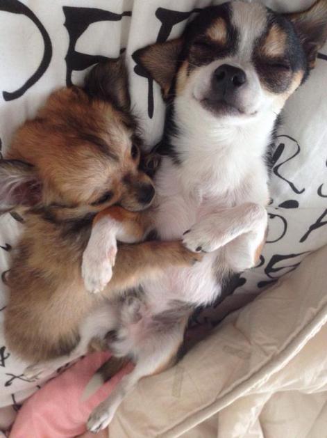 Katarina Benček, čivava