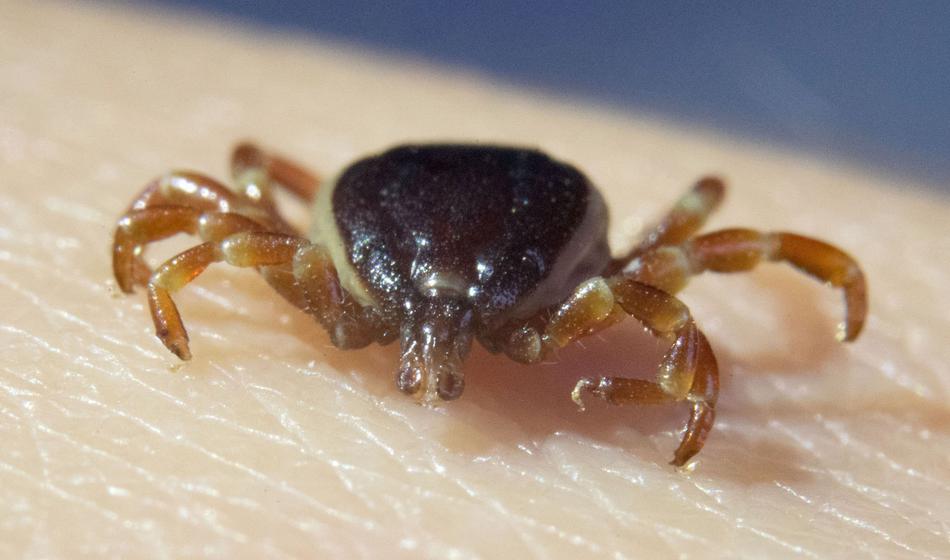 Na Madžarskem odkrili nevarnega klopa, ki prenaša neznan virus