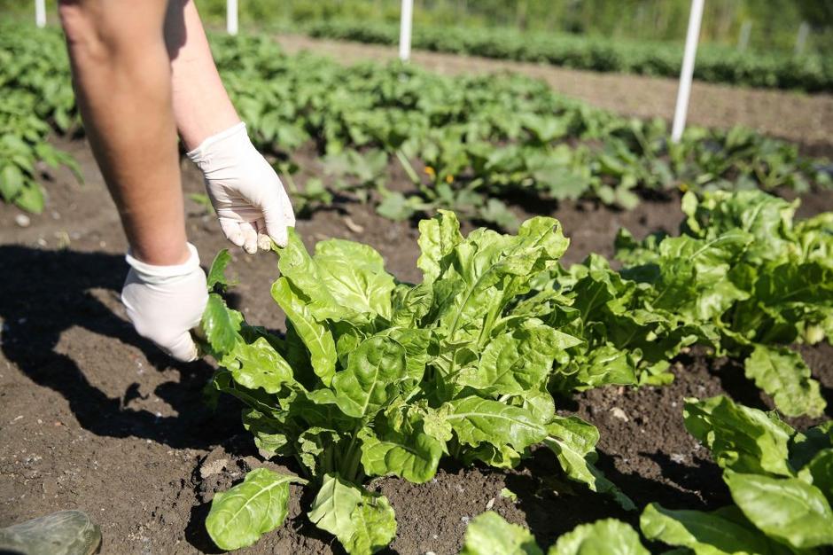 Kemis Vrhnika | Avtor: Saša Despot