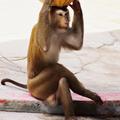 Včasih so celo opice bolj uglajene kot ljudje ...