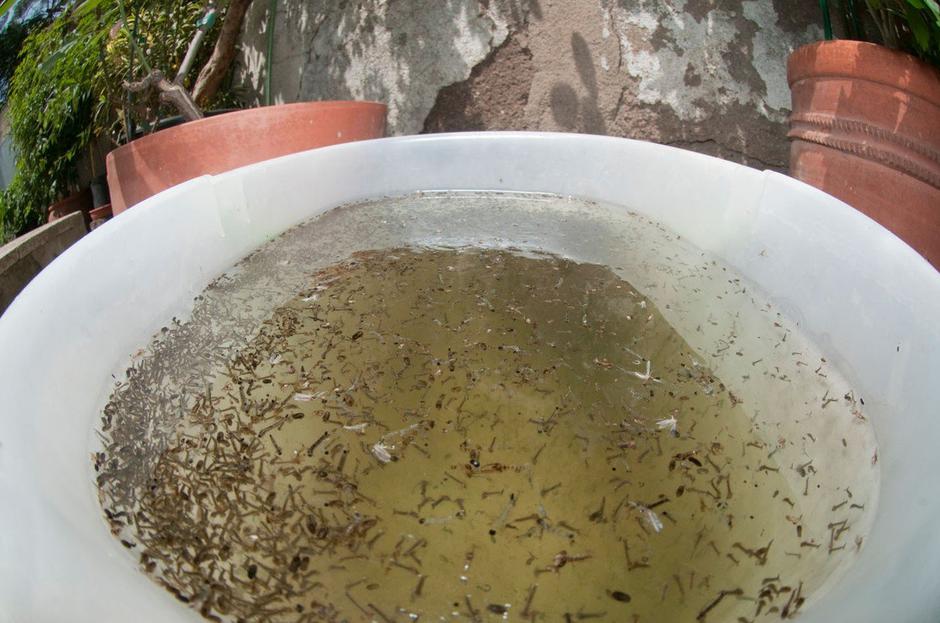 Tigrasti komar | Avtor: Profimedia