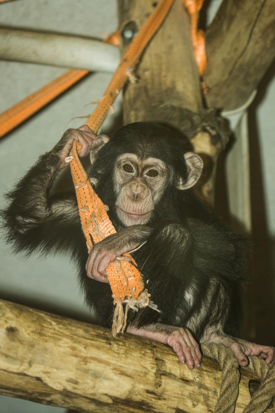 Živalski vrt Ljubljana | Avtor: Arhiv ZOO Ljubljana