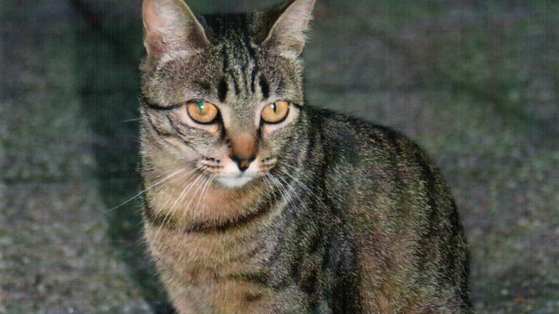 Policisti, ki so se na kraj dogodka odpravili šele teden po prijavi, niso potrdi