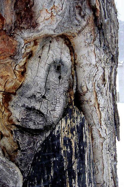 drevo obraz