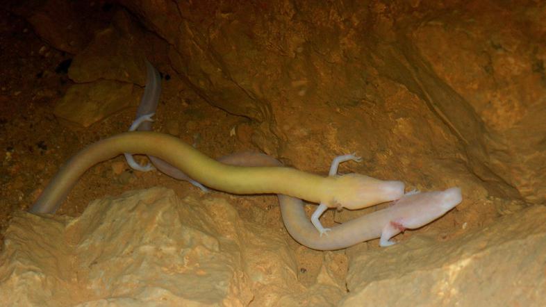 Proteus, človeška ribica, Tular, Kranj