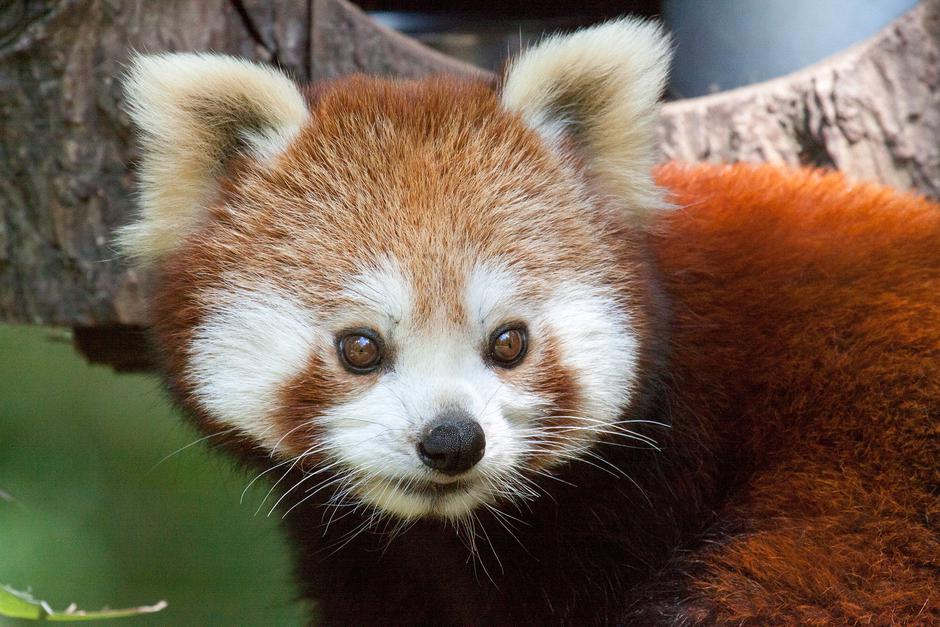 ZOO ljubljana ljubljanski živalski vrt mačji panda Magu | Avtor: ZOO Ljubljana