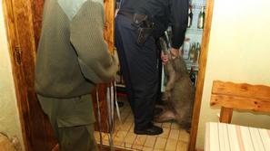 Divje svinje v Karlovcu