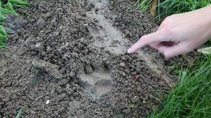 Iskanje tigra v Franciji