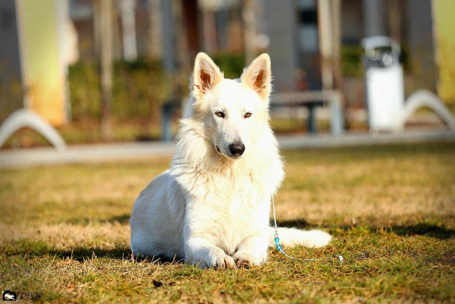 Lancelot | Avtor: Andreja Cilenšek