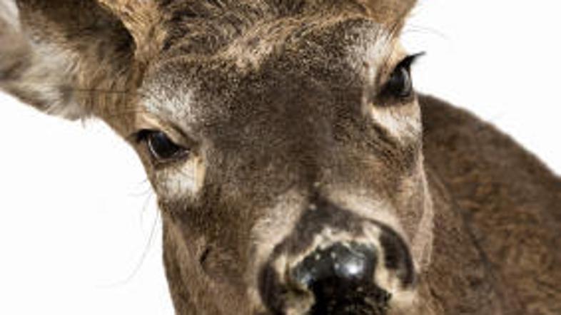 Na trnek se očitno ne lovijo več samo ribe.