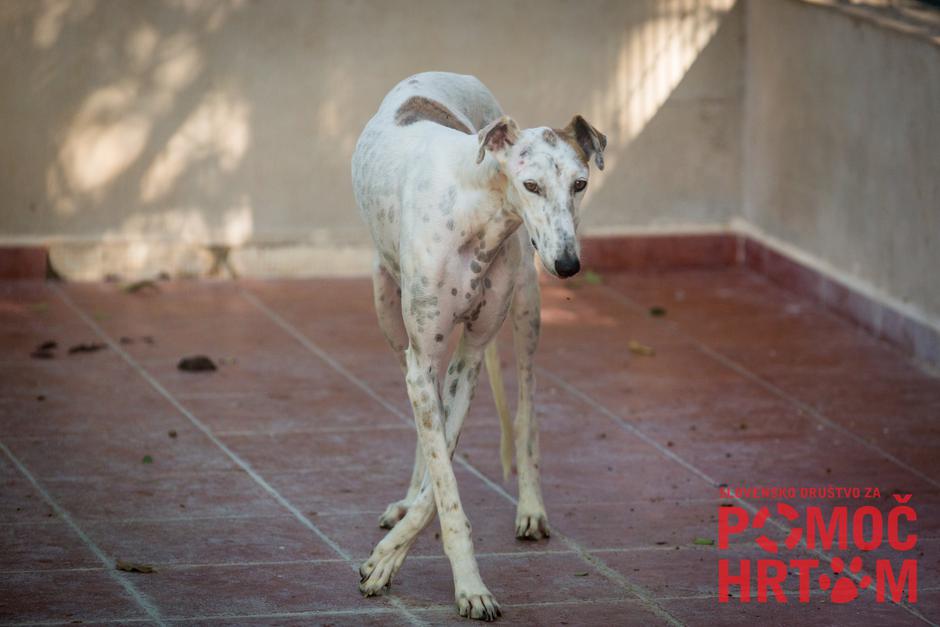 Hrt | Avtor: Društvo za pomoč hrtom