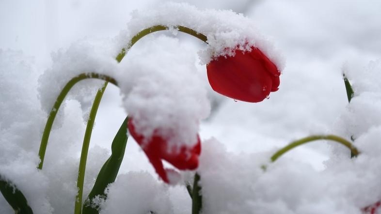 Sneg, tulipani
