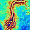 Ebola