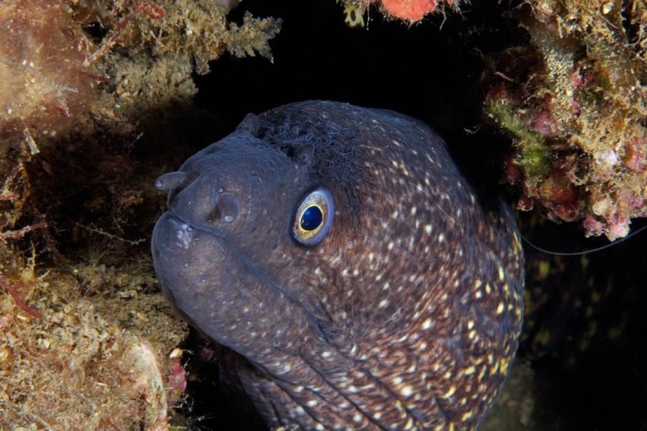 morena | Avtor: Profimedias