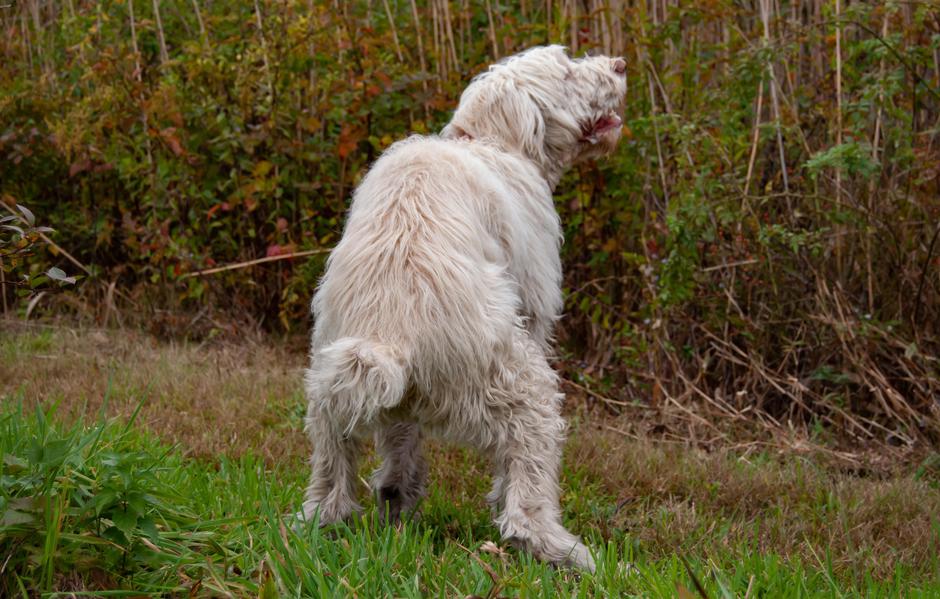 pasji iztrebek | Avtor: Profimedia