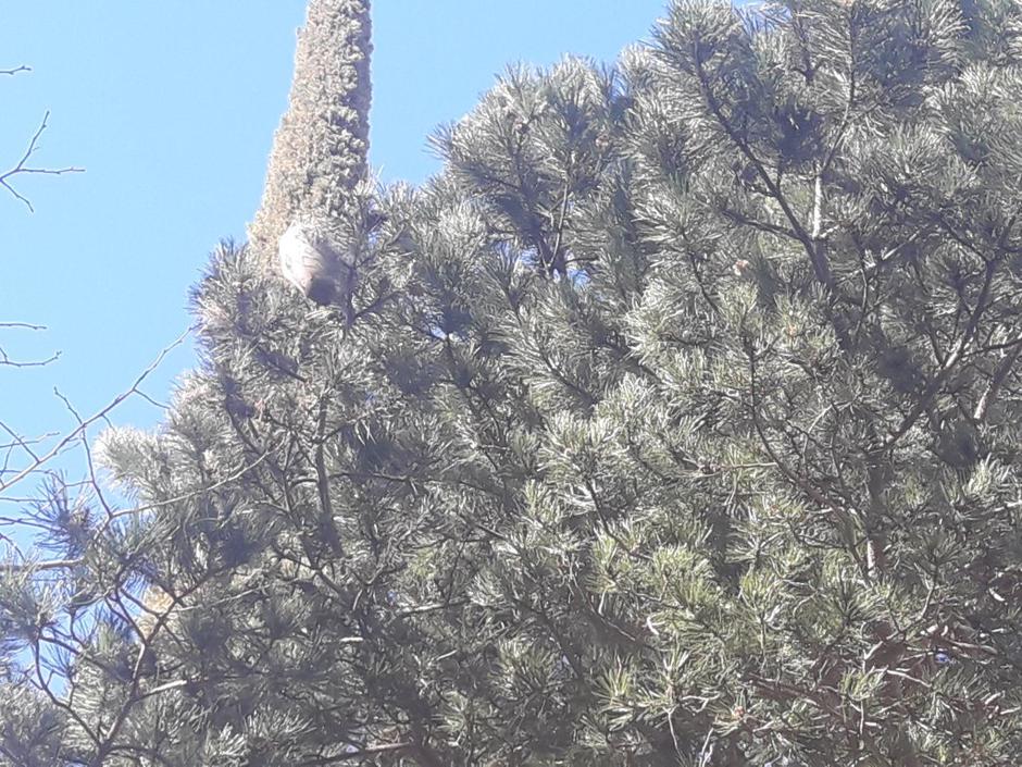 Borov prelec | Avtor: Bralka