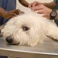 Rezultati testa pasme so v pomoč tudi veterinarjem, saj omogočajo lažje postavlj