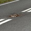 Truplo jazbeca je več kot en teden ležalo na cestišču. 