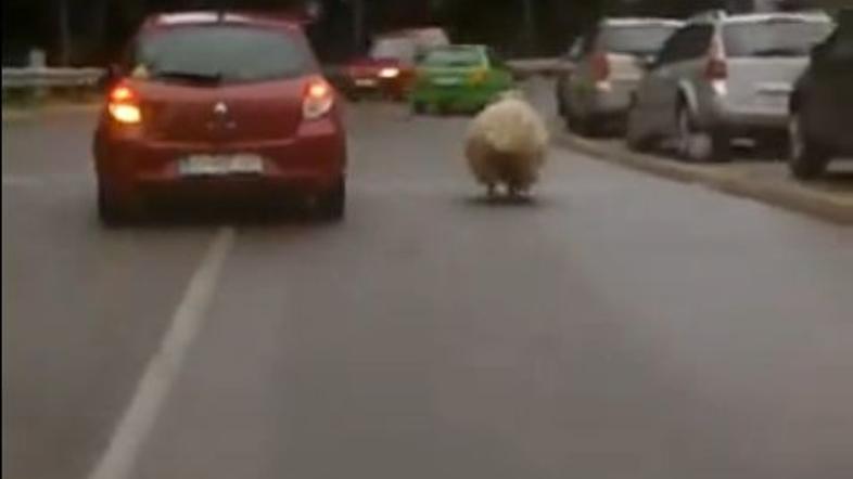 Ovca na cesti