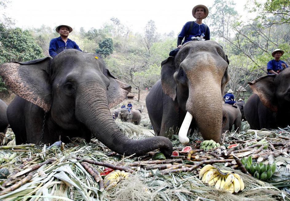 Mednarodni dan slonov