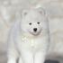 Samojed