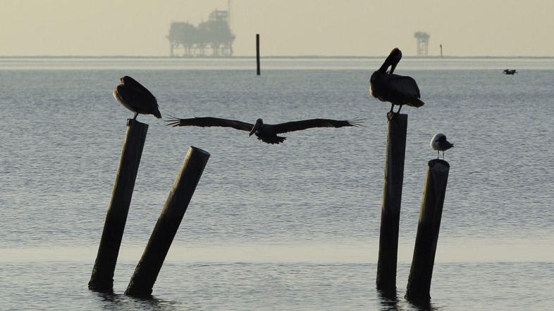 naftni madež, ZDA, pregrada, gradnja