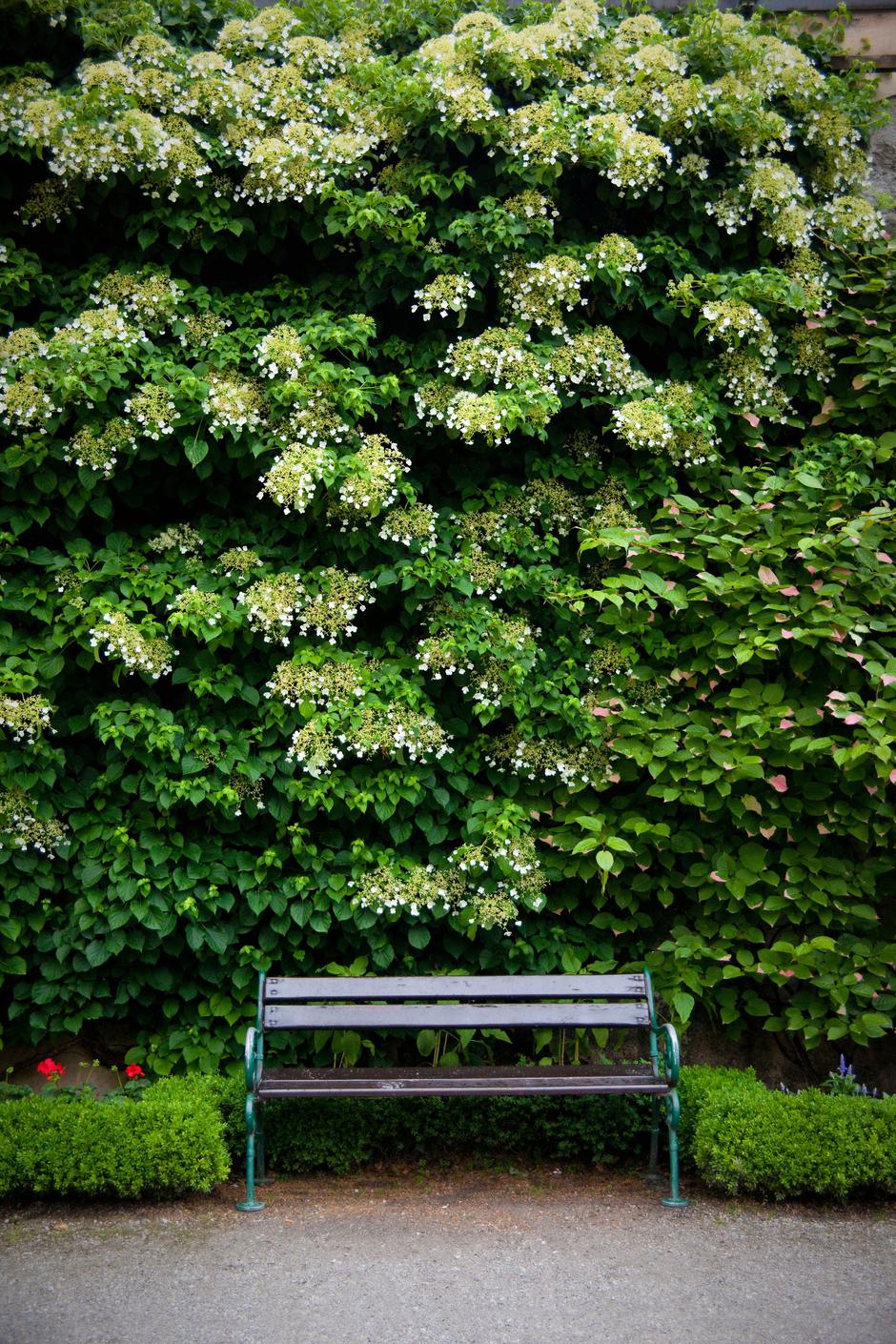 vzpenjava hortenzija | Avtor: Profimedia